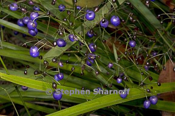 dianella nigra 4 graphic